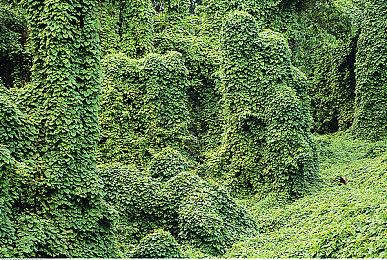 Sensor Tower：《原神》2周年终生收入37亿美元 排全球手游第三